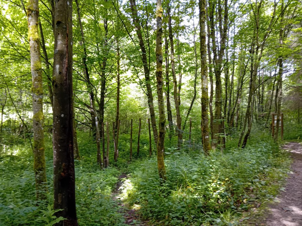 Jedermann-Wanderung im Juli- auf dem Hollenpfad