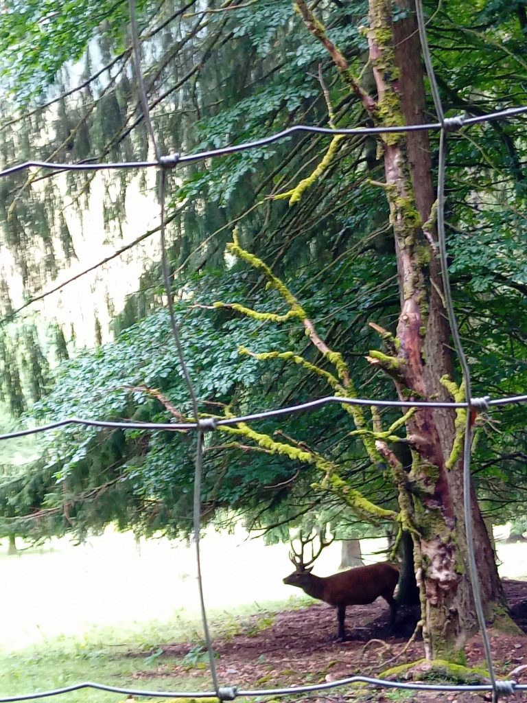 Jedermann-Wanderung im Juli - am Wildgehege