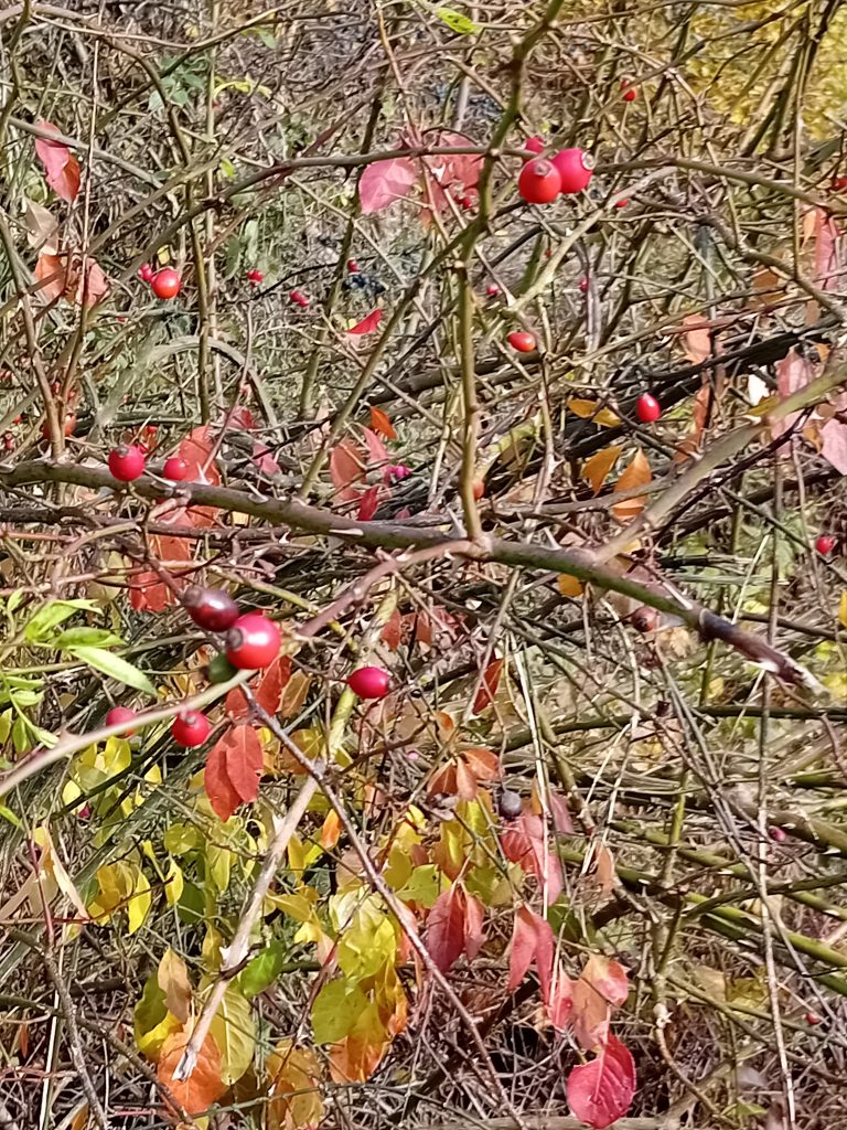 Jedermann-Wanderung im November
